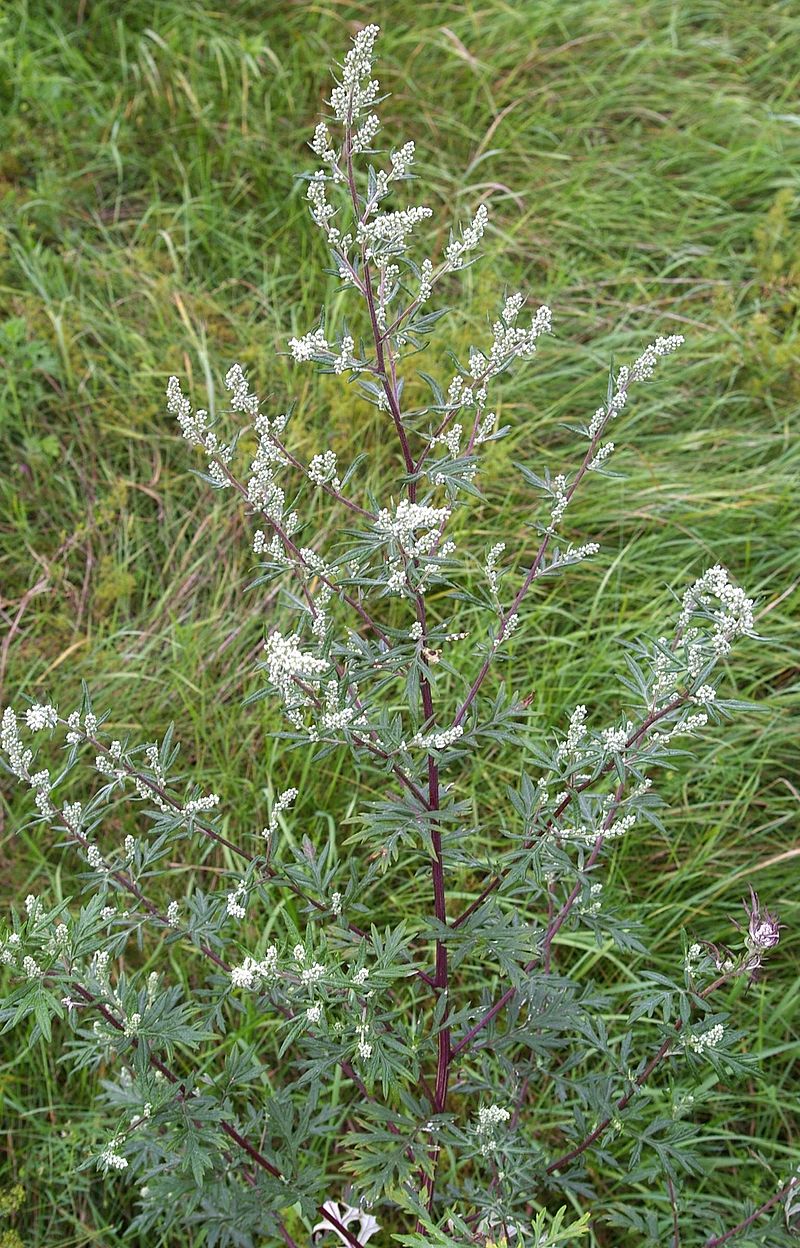 L Artemisia Bienfaits Utilisation et Décryptage de la Plante Miracle