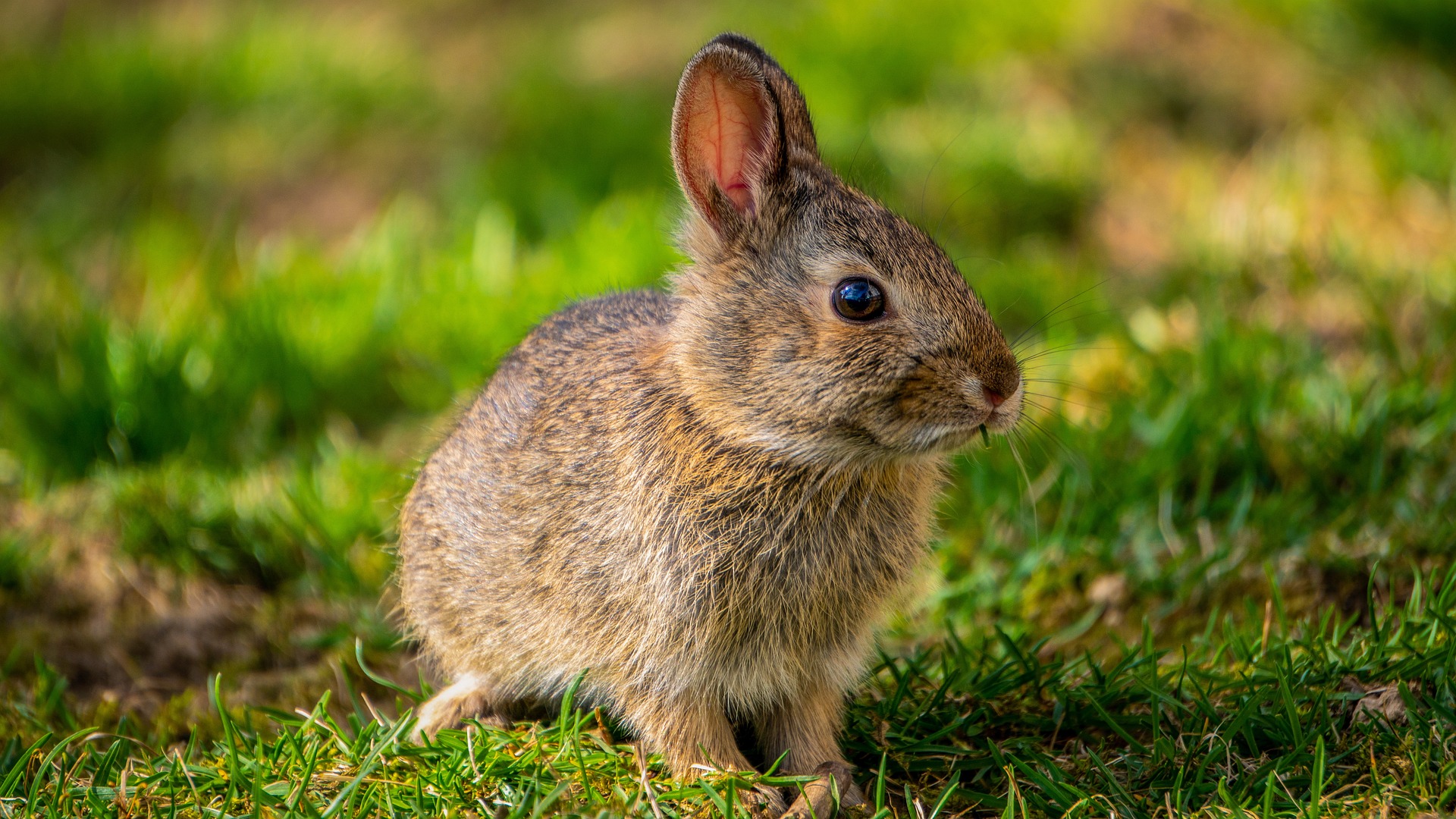 Le lapin est souvent considéré comme un animal plutôt bête et sans grande intelligence, mais cette idée reçue est loin d'être vraie.