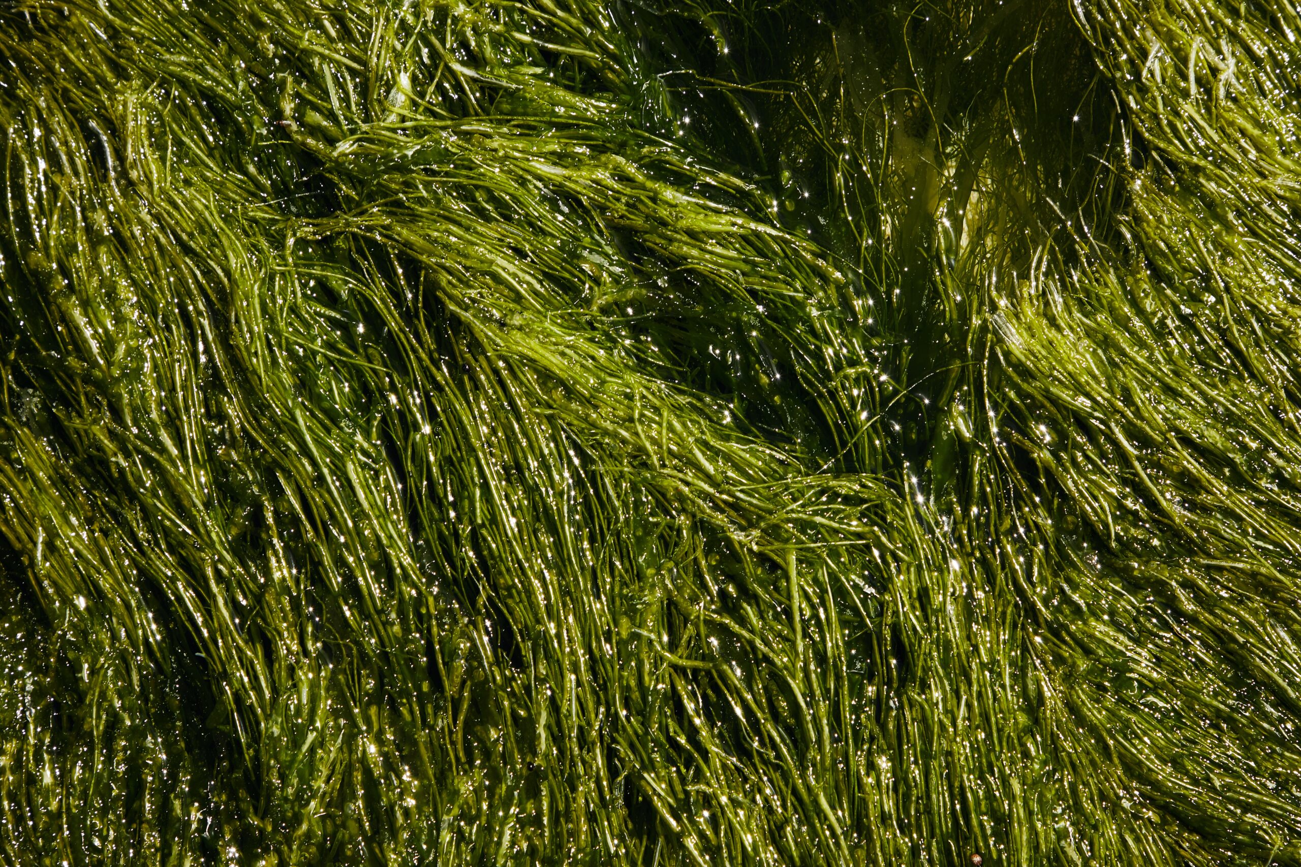 Les algues Géantes: Une bonne nouvelle pour la biodiversité