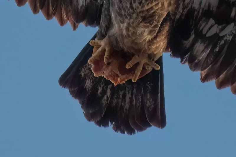 Un aigle capturant un agneau : un spectacle douloureux mais fascinant