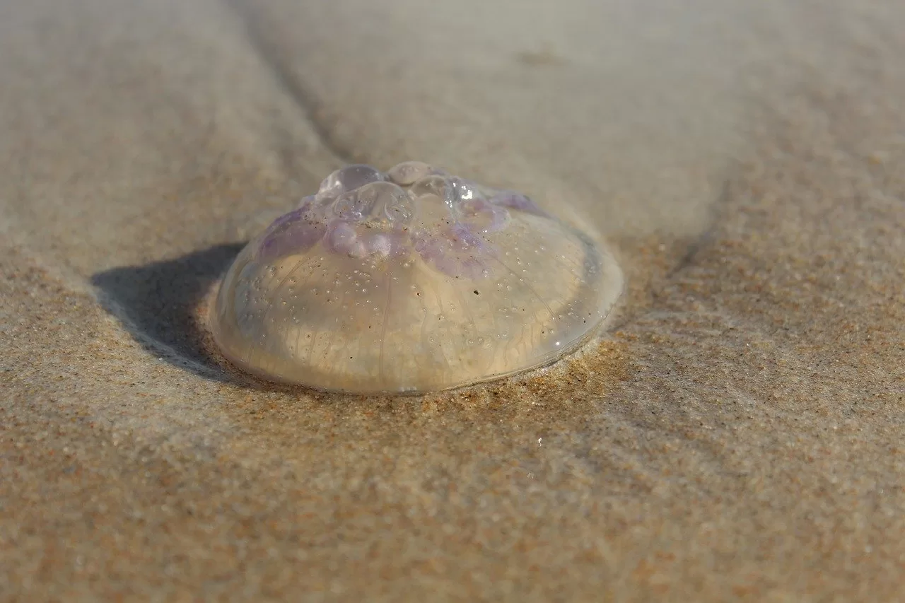 Le ballet des méduses : un obstacle aquatique sur la côte Atlantique