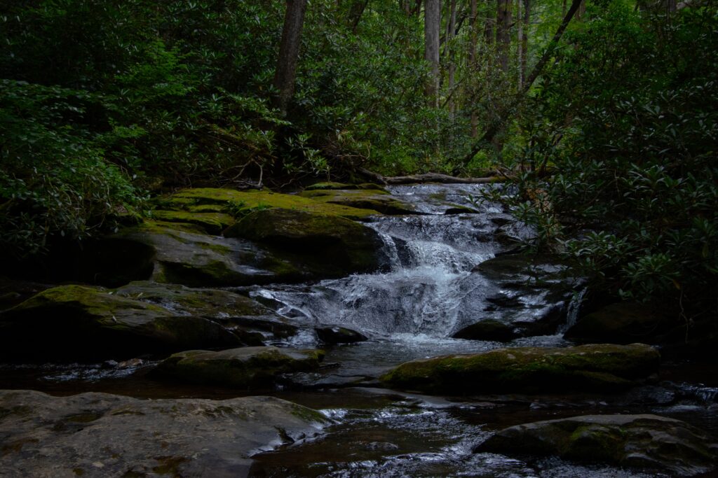 Forêt Primitive Inédite au Cœur d'un Aven Profond en Chine