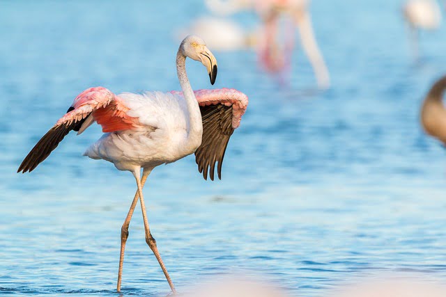 Pourquoi les flamants roses sont-ils roses?