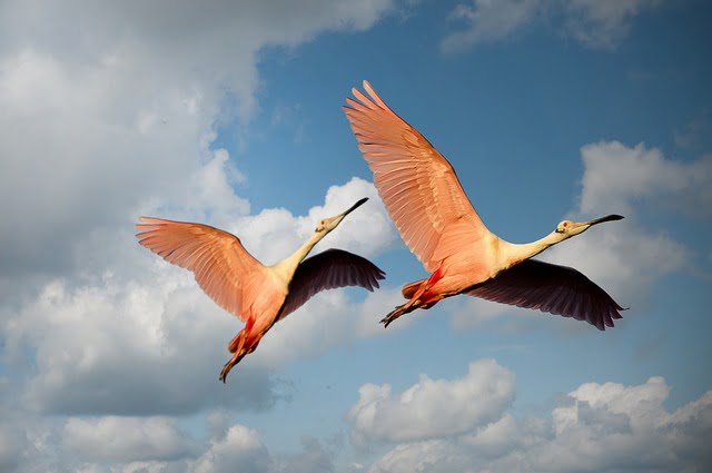 Pourquoi les flamants roses sont-ils roses?