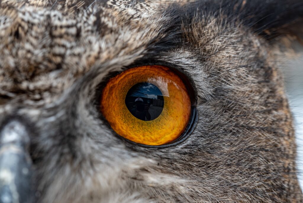 La prodigieuse perception visuelle des animaux dévoilée
