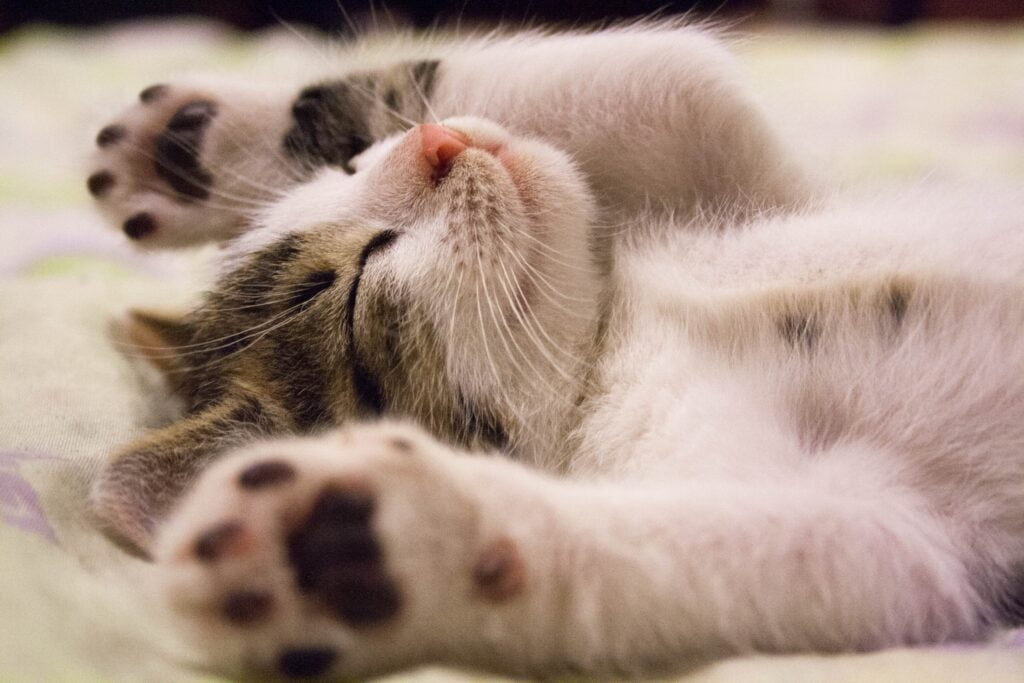 Pourquoi les chats ont-ils peur des concombres?