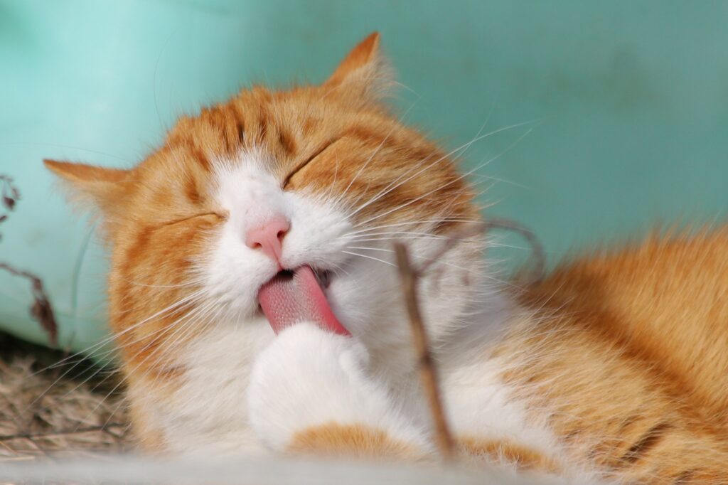 Pourquoi les chats ont-ils peur des concombres?