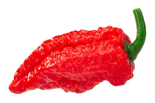 Le Pepper X, couronné piment le plus fort du monde par le livre Guinness  des records