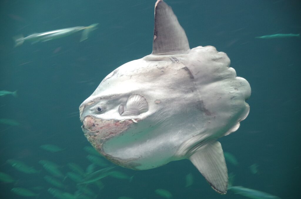 Découvrez le Poisson Lune : Le Titan des Océans