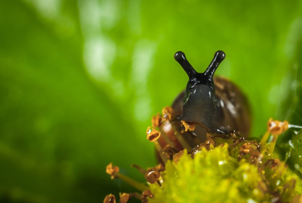 Zoom sur les Yeux d'Escargot : Anatomie et Mystères Dévoilés