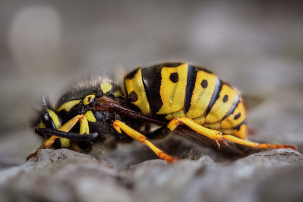 Guêpe et Abeille : Tout ce que vous devez savoir