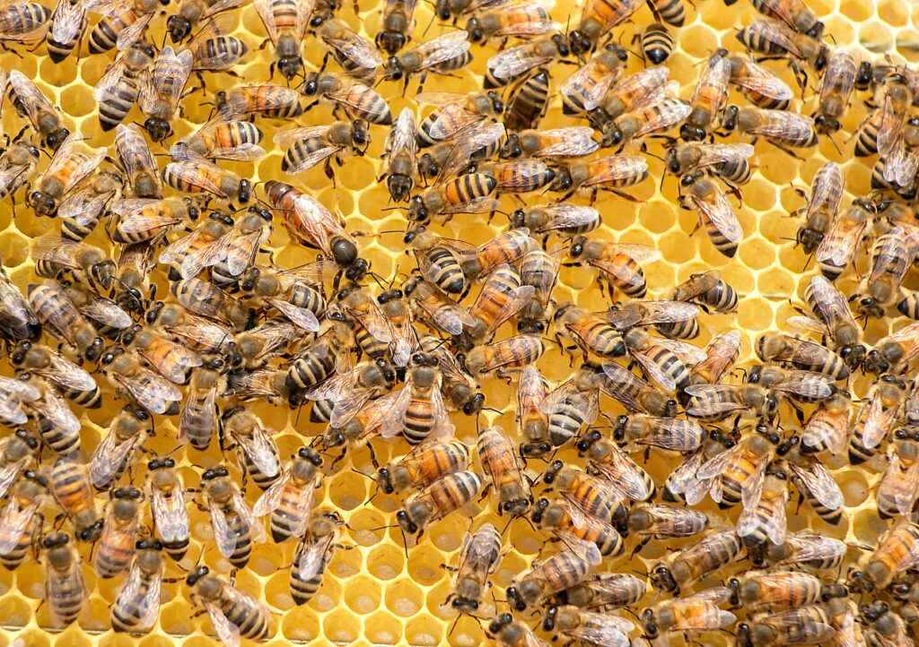 Guêpe et Abeille : Tout ce que vous devez savoir
