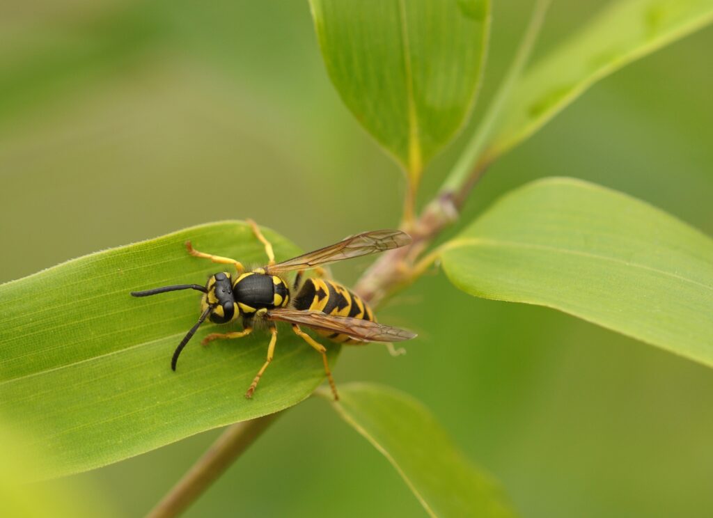 Guêpe et Abeille : Tout ce que vous devez savoir