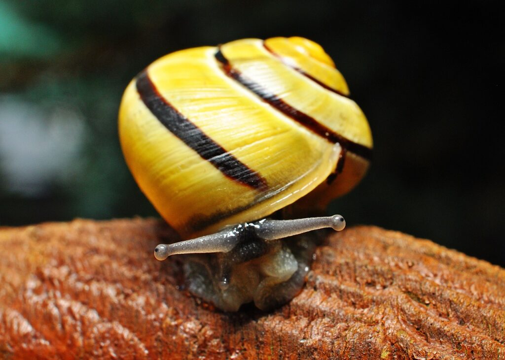 Zoom sur les Yeux d'Escargot : Anatomie et Mystères Dévoilés