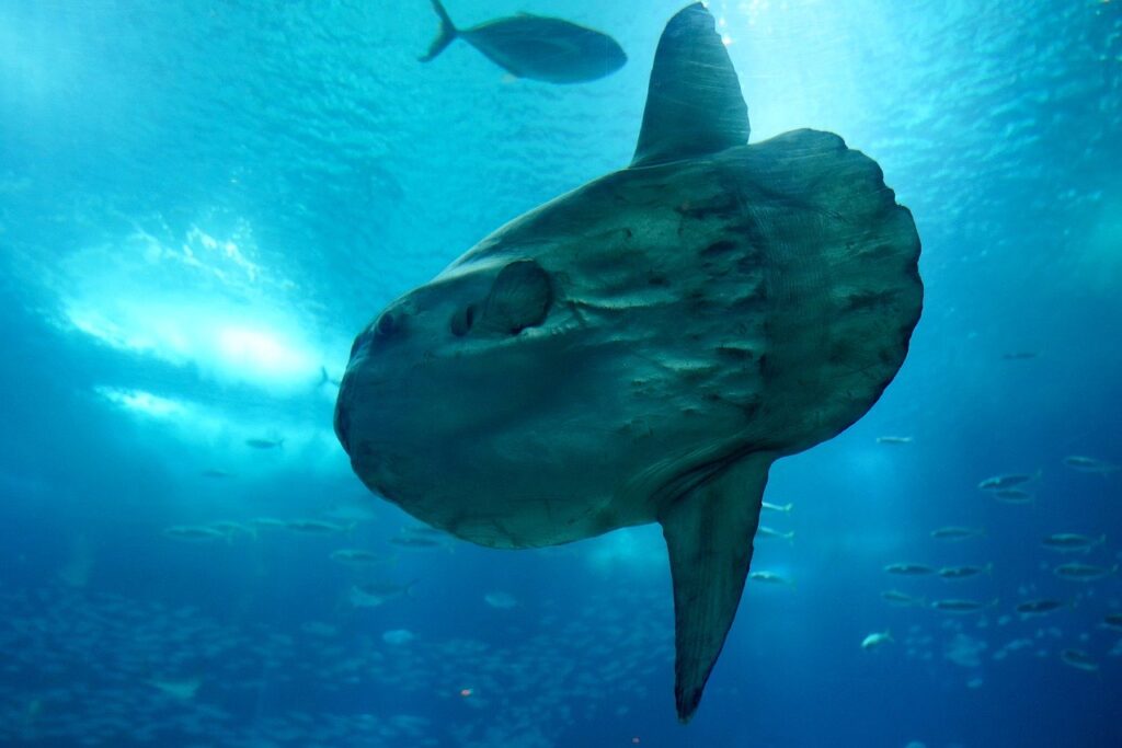 Découvrez le Poisson Lune : Le Titan des Océans